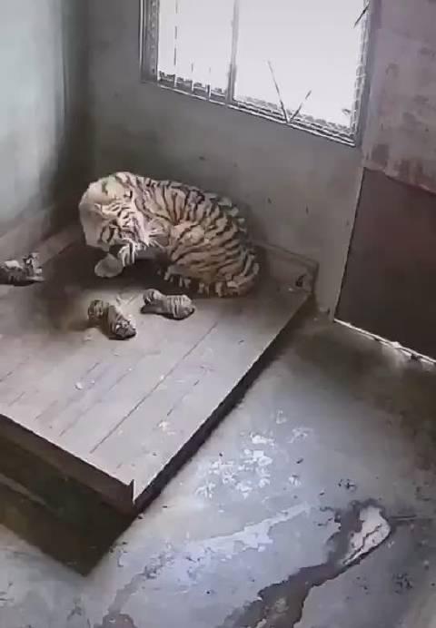 终于知道东北为什么说虎了吧唧的