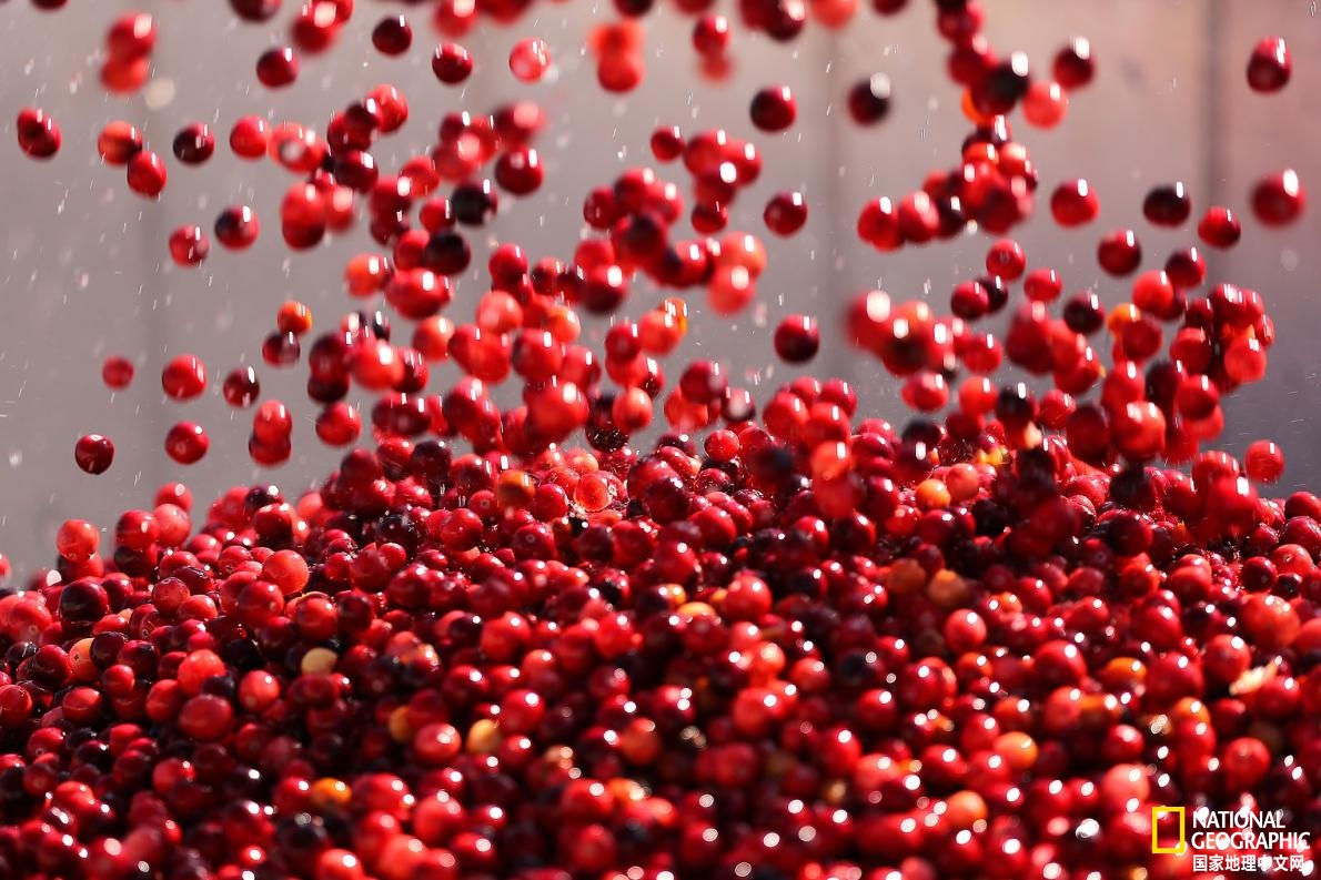 气候变化对蔓越莓生产造成影响