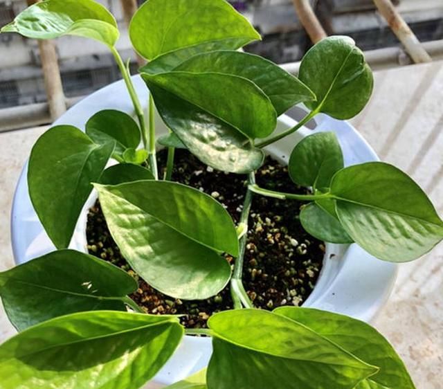 如何获得更多的绿萝幼苗?按照3步操作,一小段就能长成一株