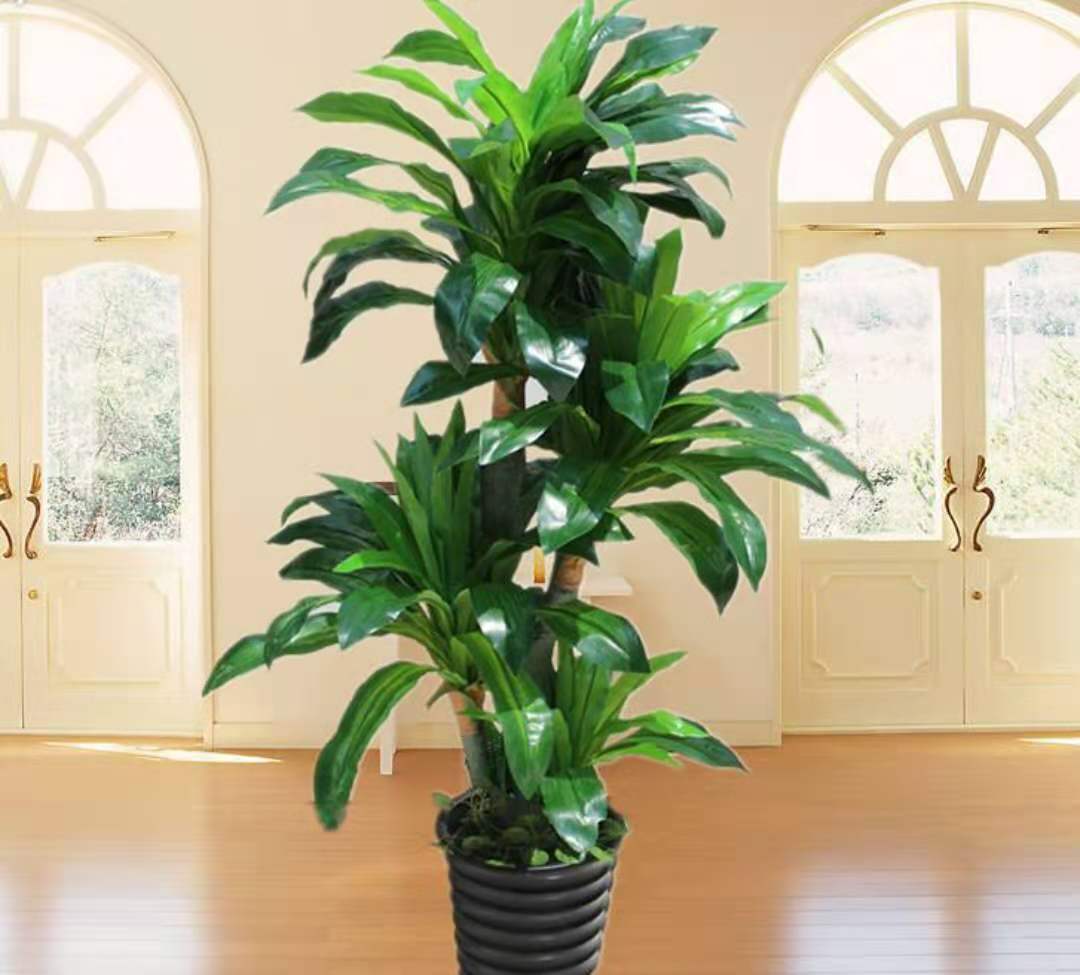 这3种大型观赏树,一般人真分不清,养起来更费劲|福木|千年木|巴西木