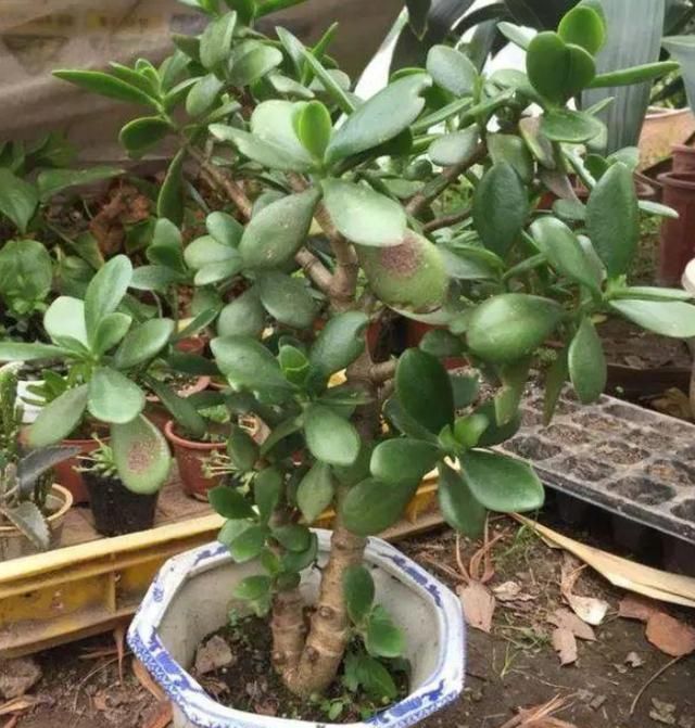 提前把玉树搬到室内最温暖的地方,多吸收一些光合作用,这样才能保证它