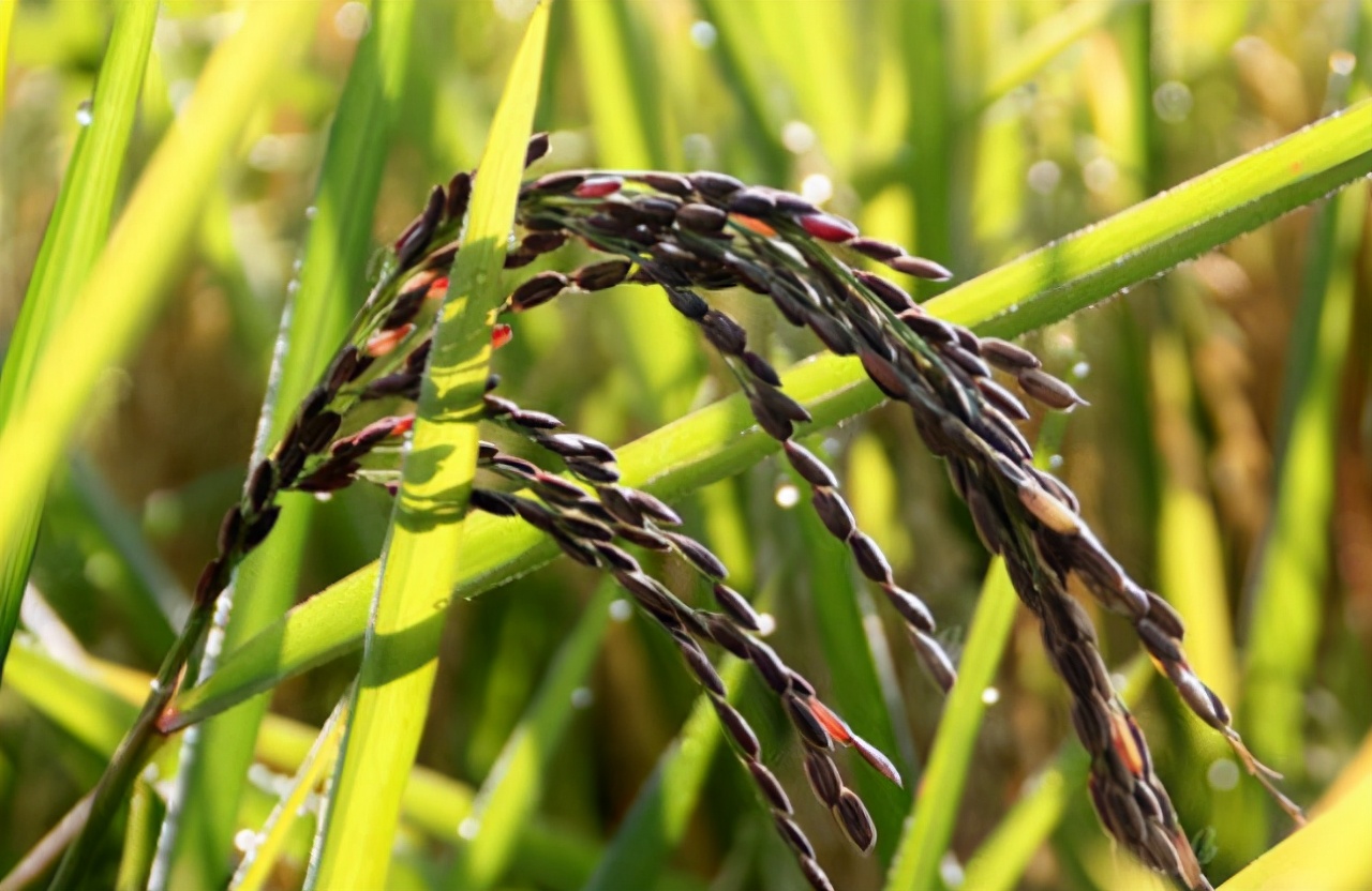 买黑米,是要买"黑糯米"还是"黑米"好?差别很大,别买错了