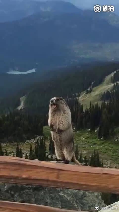 土拨鼠的三种叫声,到底哪个才是原声