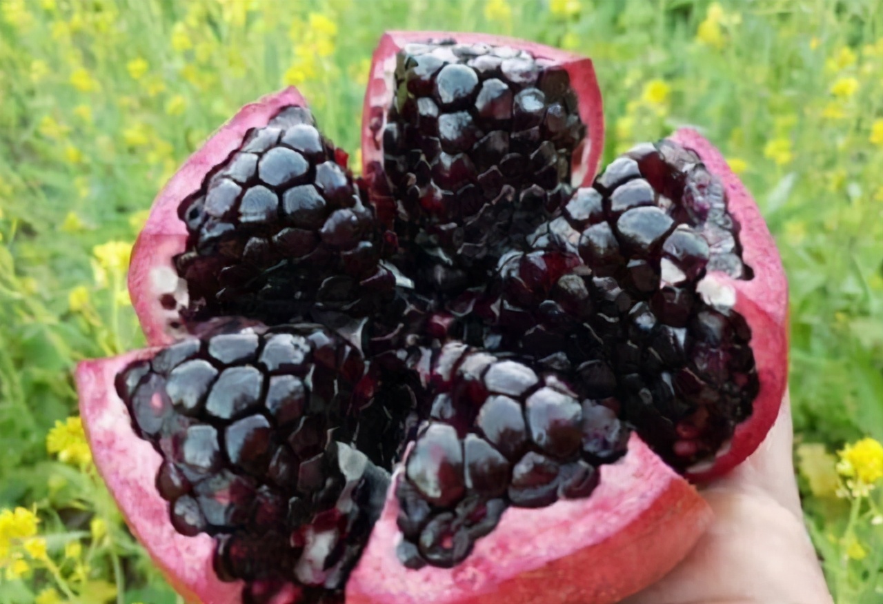 这5种黑色水果吃过2种以上就不得了全吃过的才是真土豪
