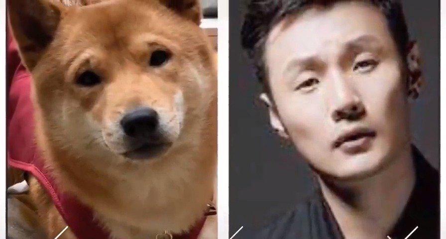 杨丞琳晒李荣浩与柴犬对比图,李荣浩问她哪来那么多狗图