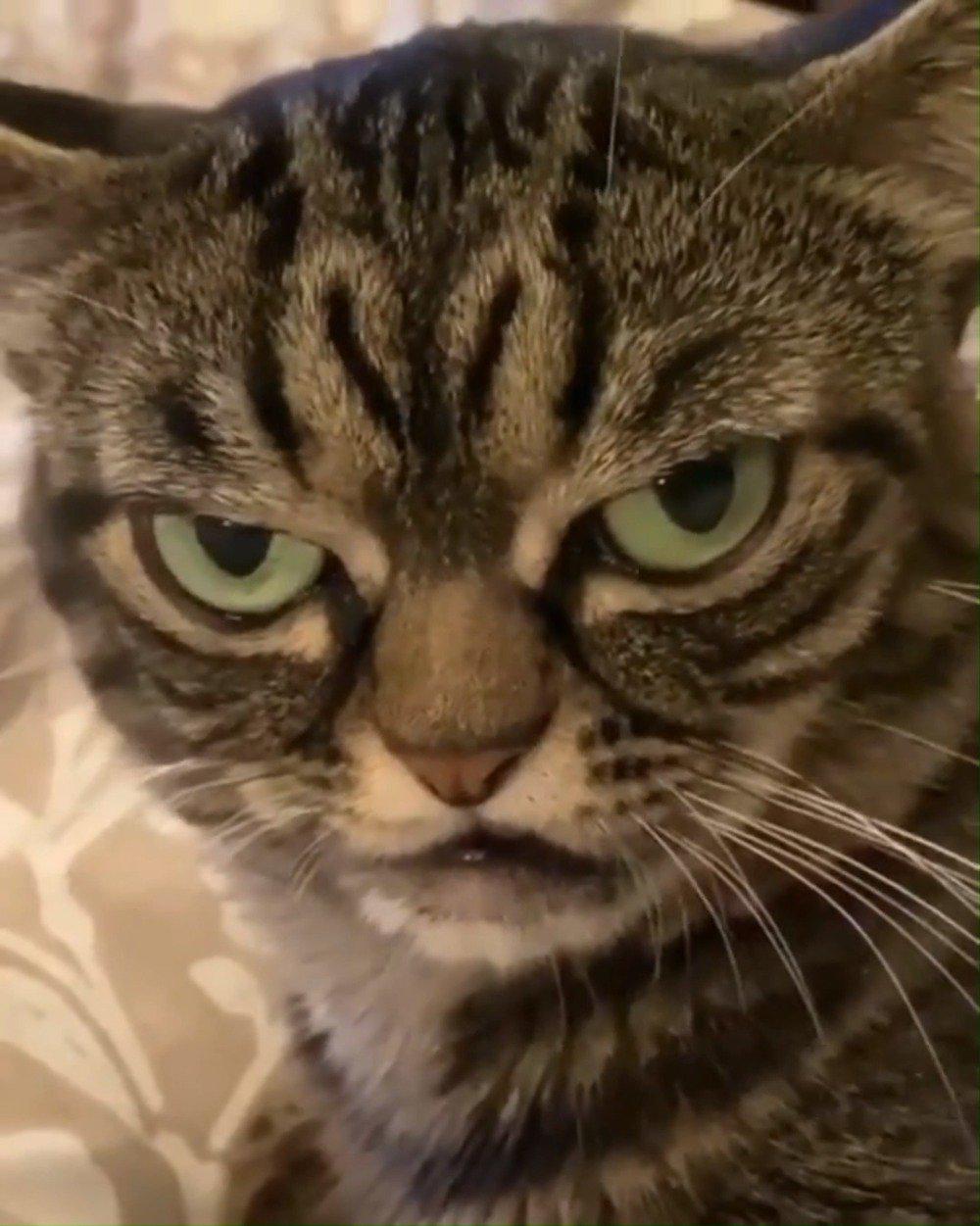 网友家的霸气猫咪一副凶神恶煞的样子