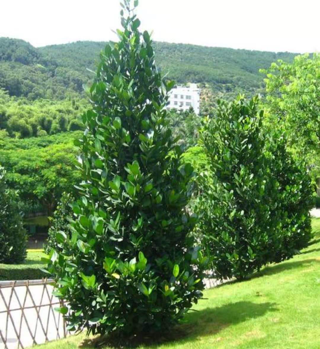 这3种大型观赏树,一般人真分不清,养起来更费劲|福木|千年木|巴西木