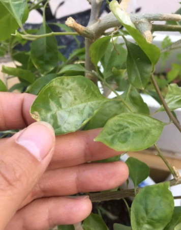 三角梅叶片"畸形"不生长,原因只有1个,要选对肥料才行!