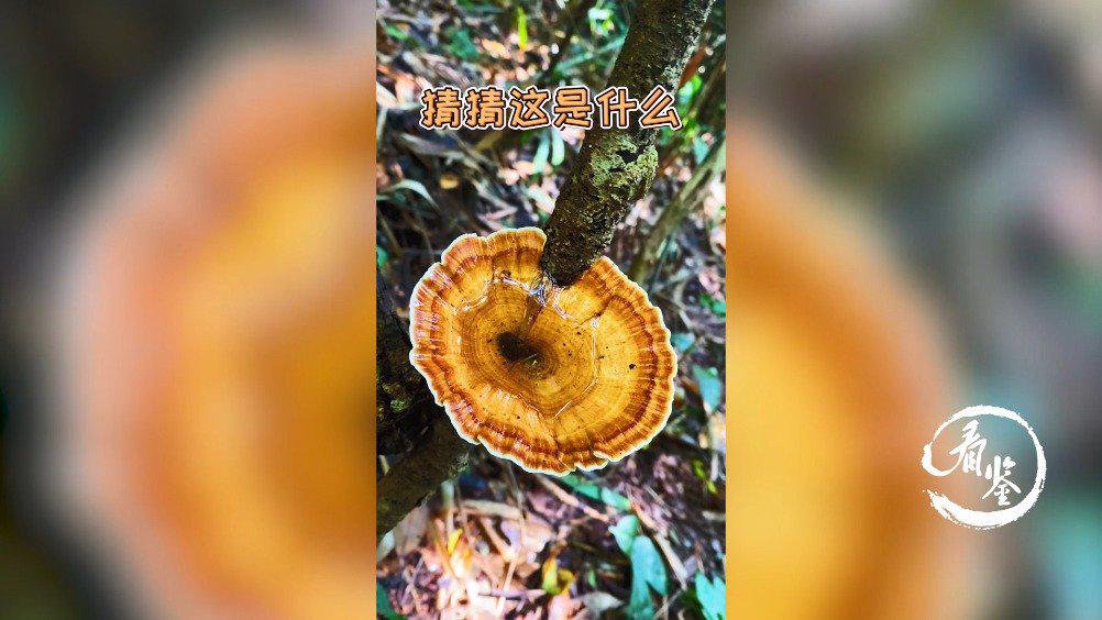 这种灵芝有毒!