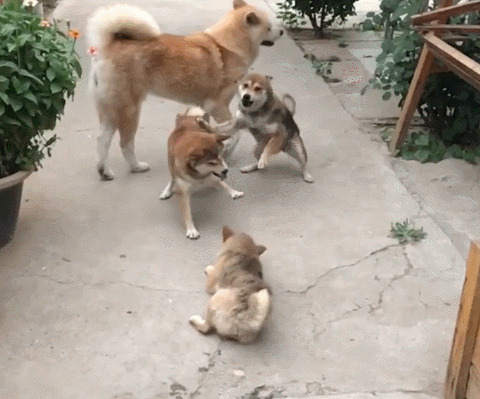 不怕神一样的对手,就怕猪一样的队友,这二只狗就是如此!