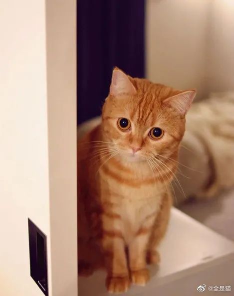 可可爱爱橘子喵!眼里永远怀有疑问或委屈!