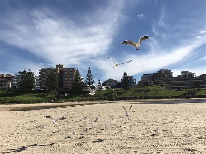 澳洲高中留学费用一年多少钱留学在线