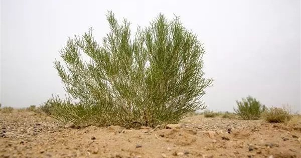 你在蚂蚁森林种下的梭梭树，对沙漠的贡献原来这么大休闲区蓝鸢梦想 - Www.slyday.coM