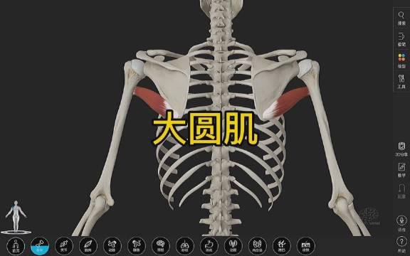 大圆肌的功能解剖