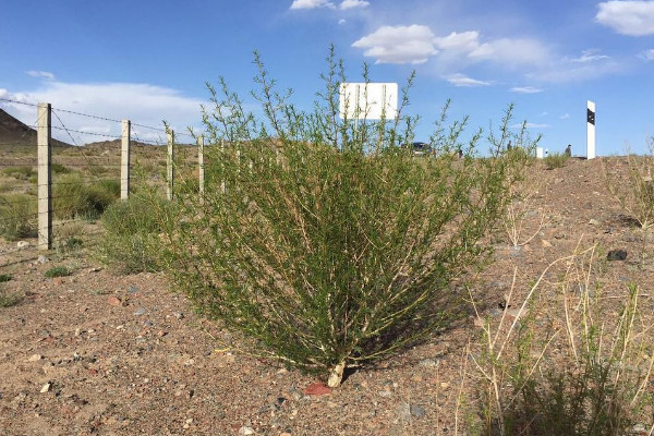 你在蚂蚁森林种下的梭梭树，对沙漠的贡献原来这么大休闲区蓝鸢梦想 - Www.slyday.coM