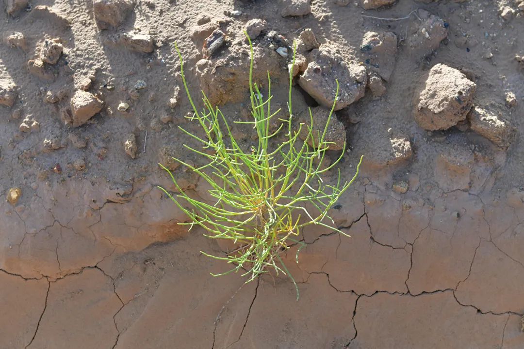 你在蚂蚁森林种下的梭梭树，对沙漠的贡献原来这么大休闲区蓝鸢梦想 - Www.slyday.coM
