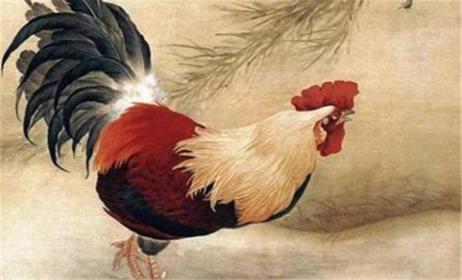 十鸡九难解析81年属鸡人的毕生寿命到了40岁后是什么命