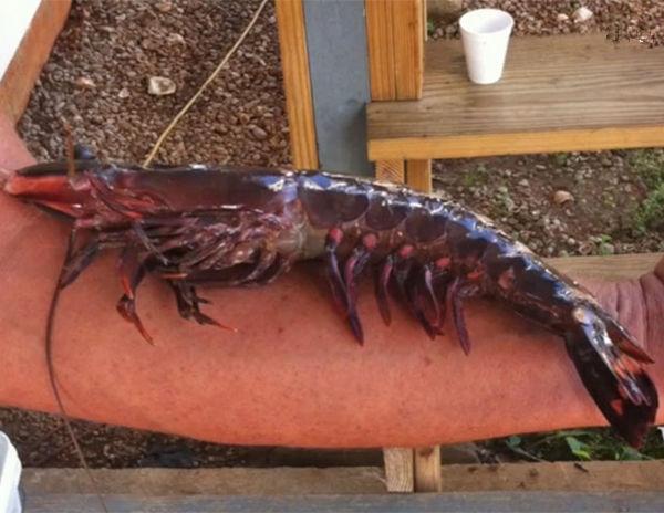 男子河中抓到的黑怪虾,有手臂粗,专家的话使男子不淡定啦