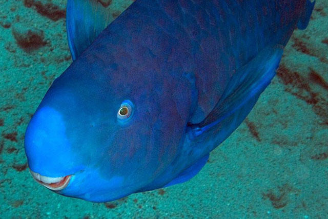 国外女子海钓钓到一条蓝色的鱼看见鱼儿张嘴女子乐坏了