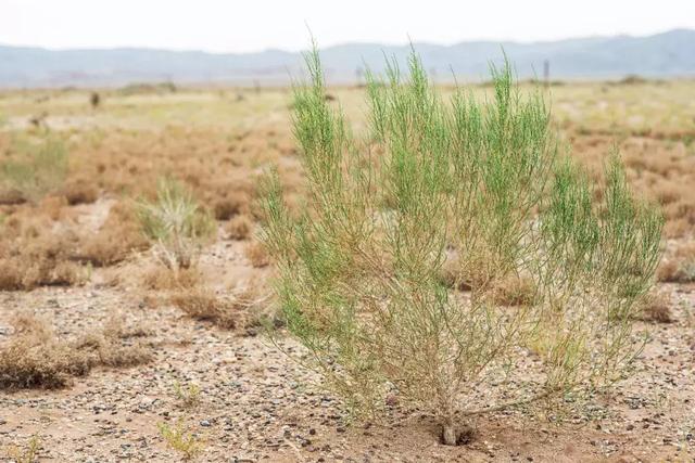 你在蚂蚁森林种下的梭梭树，对沙漠的贡献原来这么大休闲区蓝鸢梦想 - Www.slyday.coM