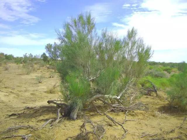 你在蚂蚁森林种下的梭梭树，对沙漠的贡献原来这么大休闲区蓝鸢梦想 - Www.slyday.coM