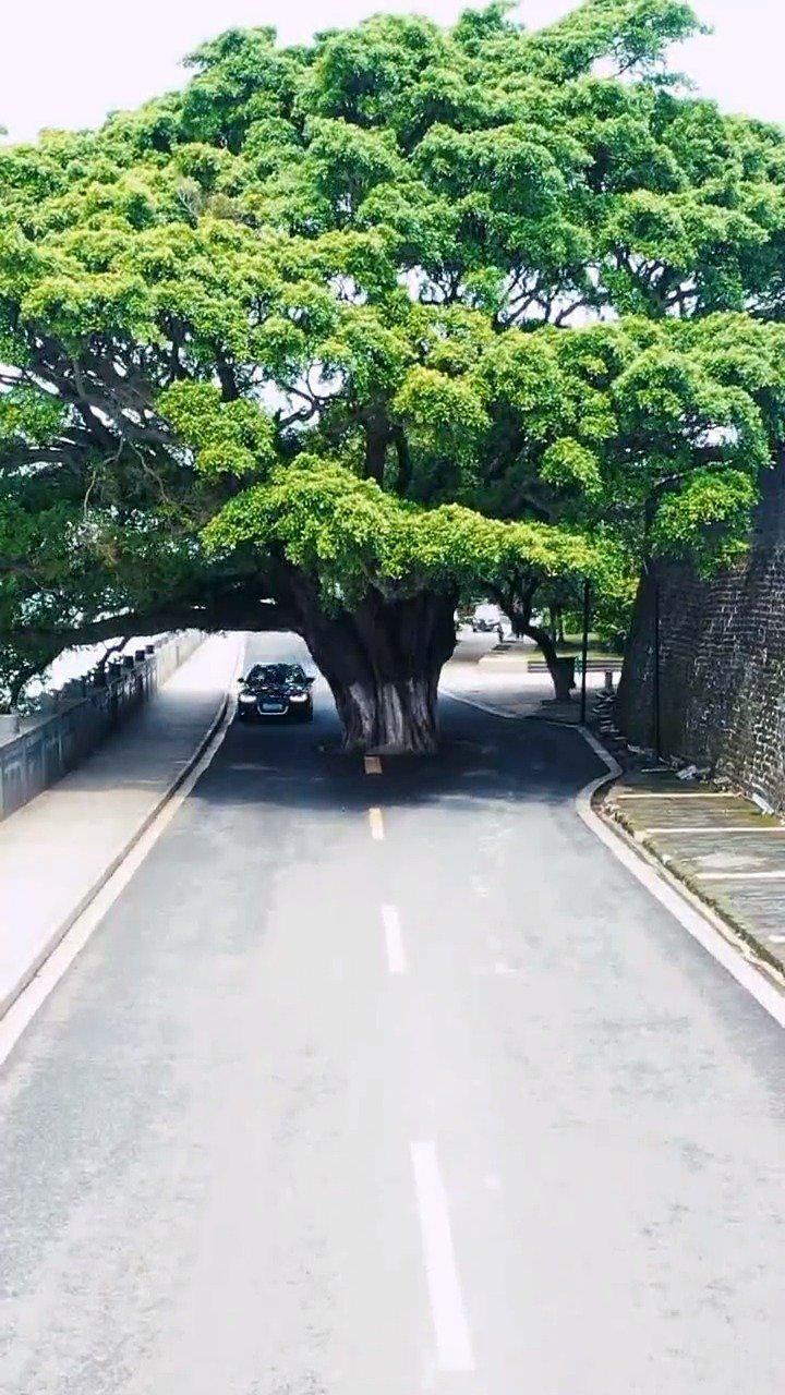 一棵千年的古榕树,为了避开它,路都修弯了!_新浪新闻