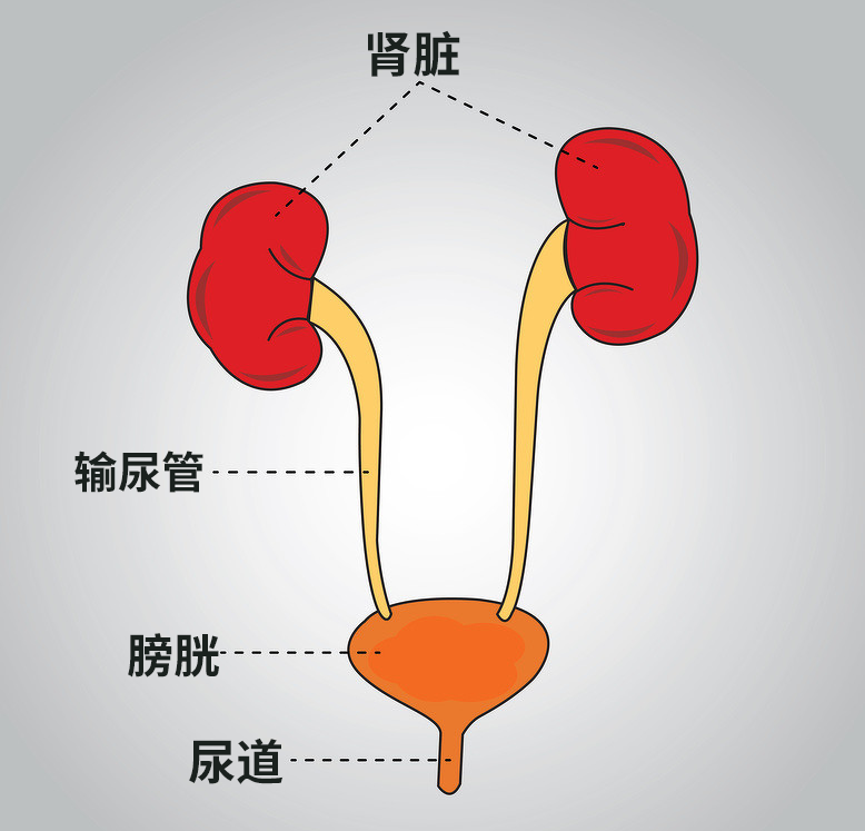 排尿|尿量|膀胱_新浪新闻