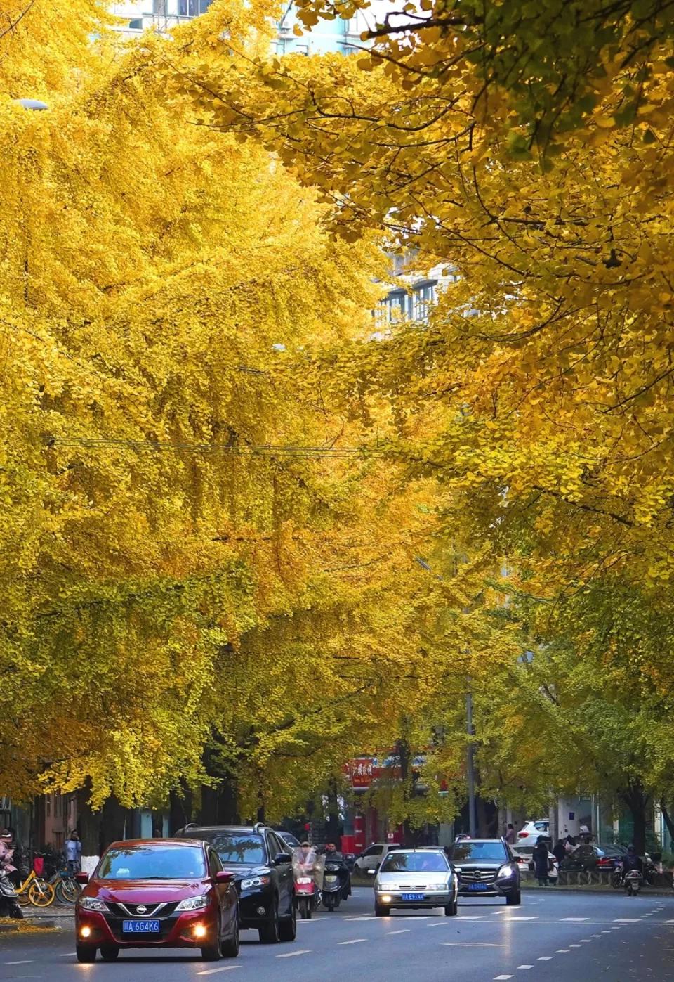 2042棵银杏树,藏着成都最美的冬天
