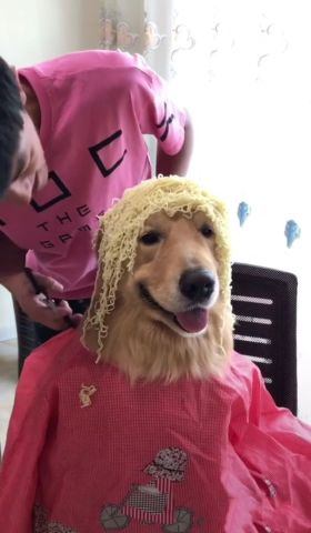 金毛被主人带去做造型,看到剪后的发型,金毛却表示未来堪忧