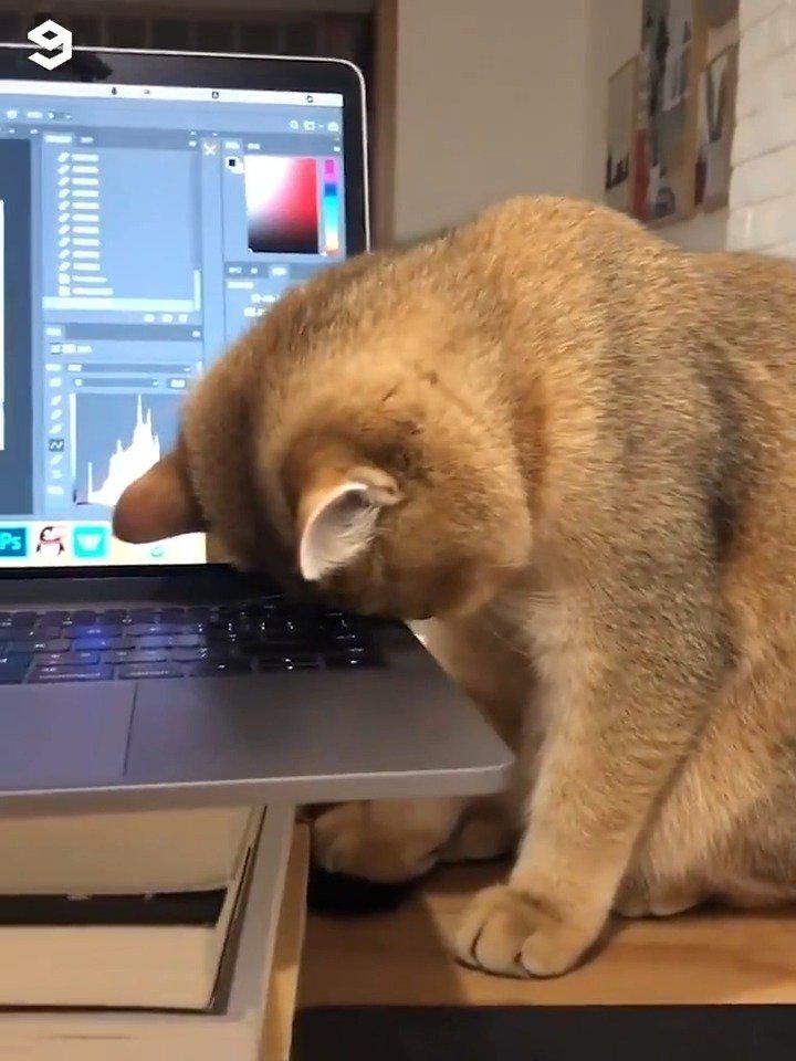 陪铲屎官一起熬夜工作的喵星人 ,最后实在坚持不住了