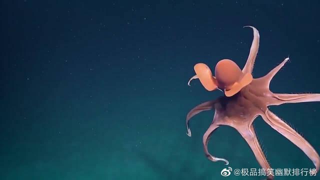 一只小飞象章鱼在深海中游泳张开身体的样子像一个南瓜