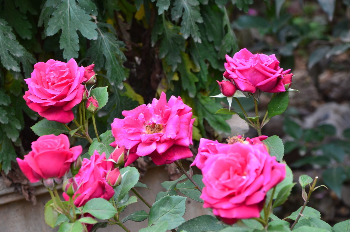 家有一盆"月月红",掌握5个技巧,月月开花不停歇