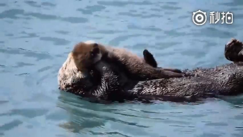 水獭妈:哄半天还叫,那只有这样了!堵上嘴!