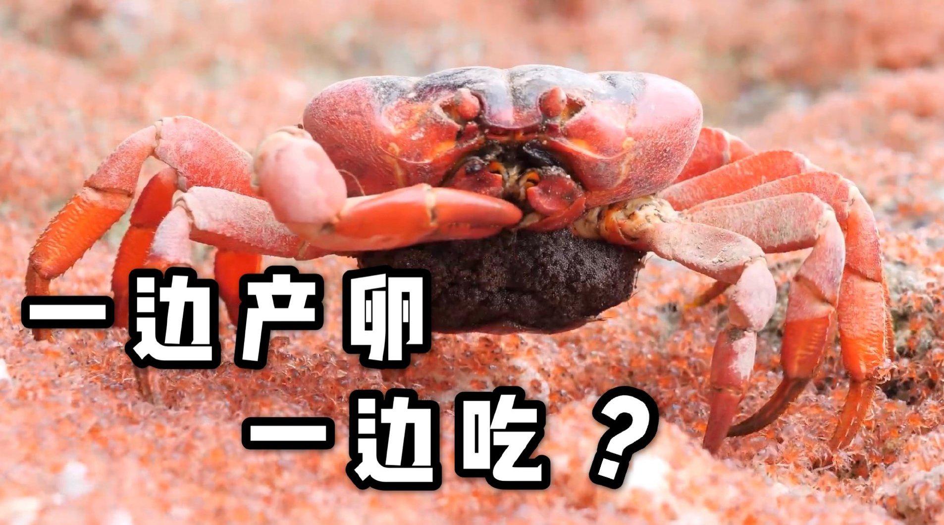 喵的科普:红螃蟹一边产卵一边吃宝宝
