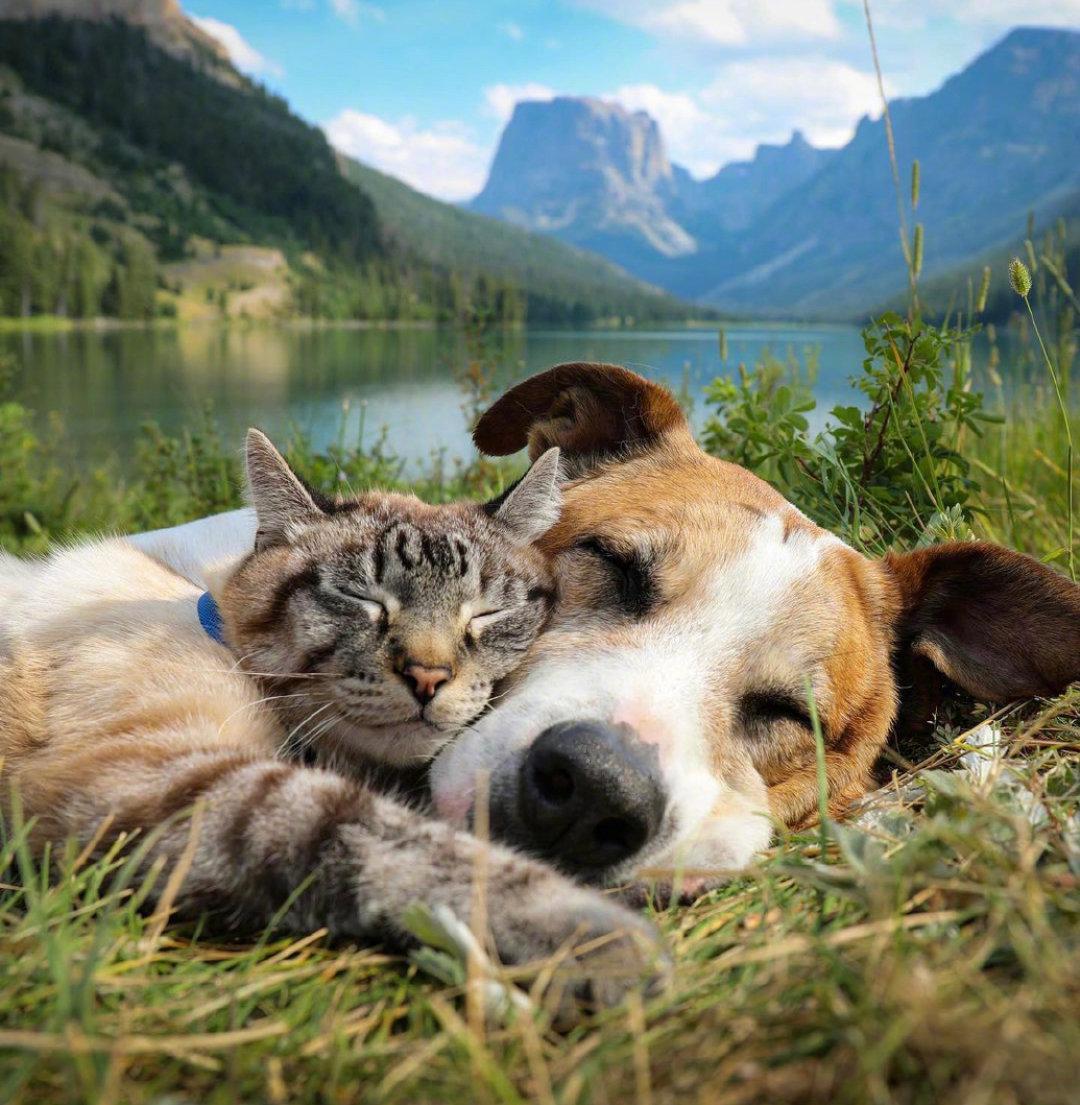 如果猫狗双全和环游世界只能二选一