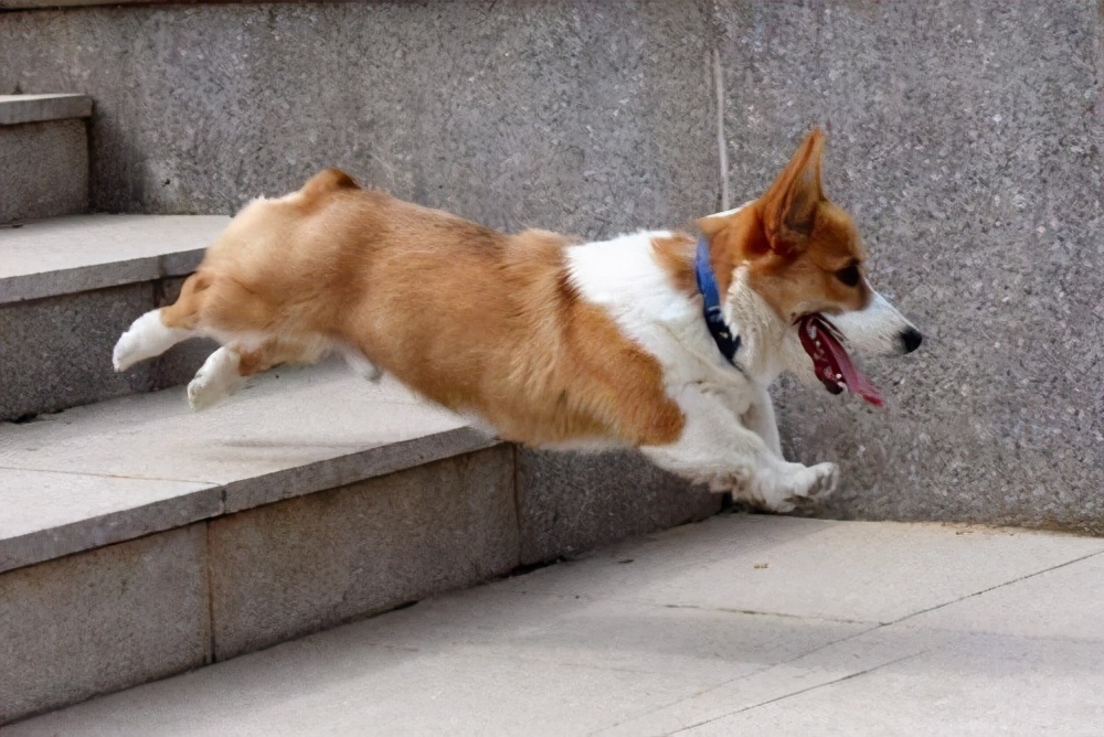 狗狗能爬楼梯吗?其中利大于弊!奉劝这几种狗狗最好别爬