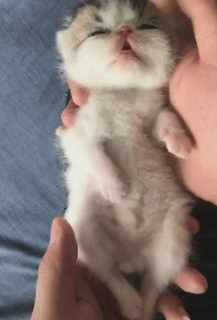 小奶猫陷入深睡,主人手动摇醒,半睁眼状态萌翻大众!