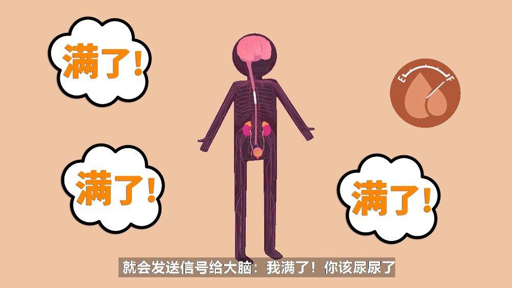 很多人晚上睡觉喜欢憋尿,但是并不建议大家一直憋尿