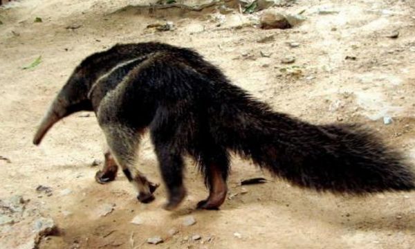 男子野外砍柴,途经峡谷发现一黑色"四不像",带回家却不对劲儿