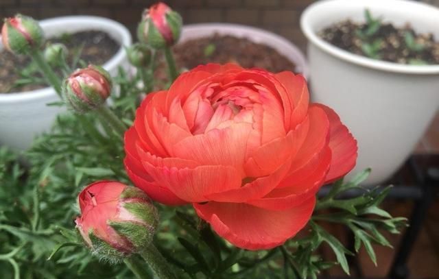 花毛茛的"懒人种植方法",夏天不用管,今年开花明年又开花