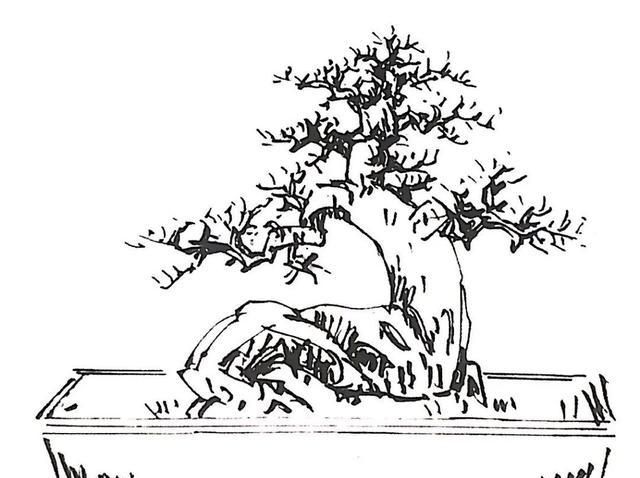 正斜一点点微小的差距竟成为直干与卧干两种盆景形式