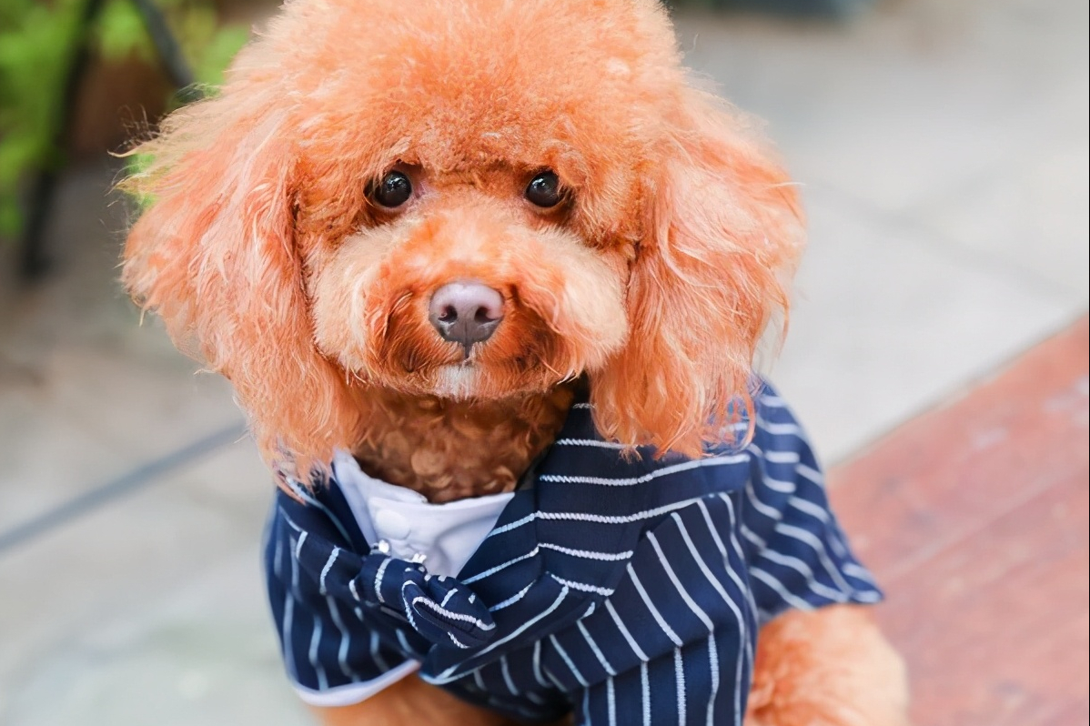 贵宾犬这些部位不用洗太干净,"脏点"更健康|贵宾犬|狗狗|部位_新浪