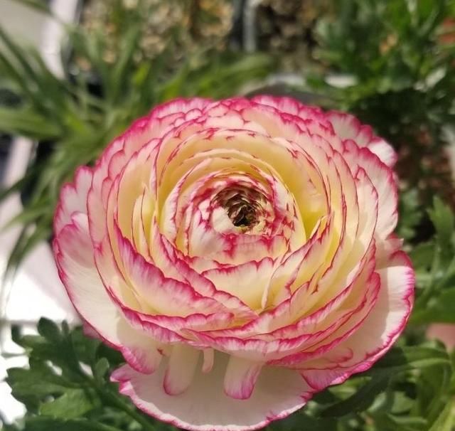 花毛茛的"懒人种植方法",夏天不用管,今年开花明年又开花