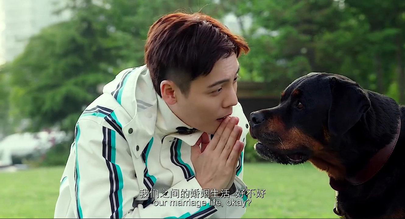 一生都在保护主人的狗狗,看完泪目 宠爱 豪七