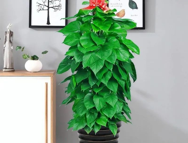 绿萝样式品种原来这么多来看看你都认识哪一种有没有惊艳到你