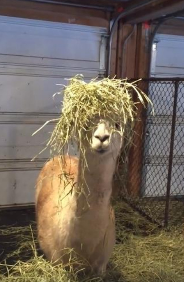 养的羊驼"爱时尚",竟捯饬了个"新发型",宠主看了笑不停|羊驼|主人|草