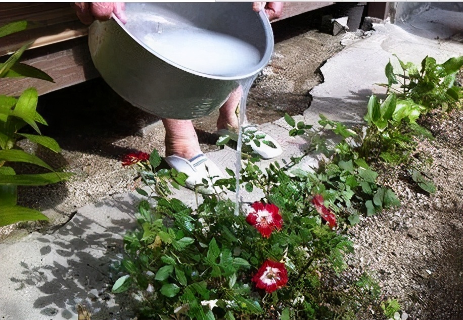 6种浇花水,堪称"肥水",养出漂亮花卉__财经头条