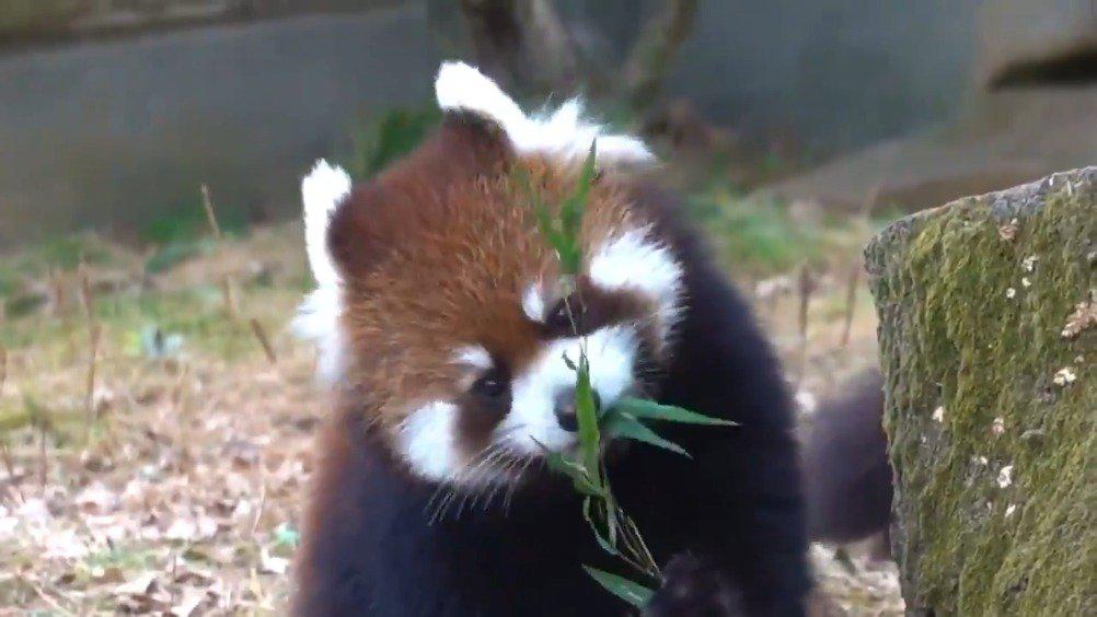 小熊猫吃小竹子