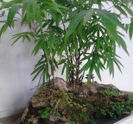 如何用花盆栽种罗汉竹?掌握关键4点,摆在家里欣赏价值贼高