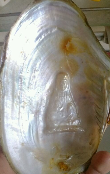 男子河边捡到一个观音菩萨贝壳专家鉴定后表示第一次见